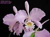 Cattleya warneri var. pseudo-concolor 'Jandira'-warneri-moore-var-pseudo-concolor-jandira-2008-jpg