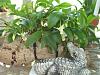 Dendrobium oligophyllum-012-640x480-jpg