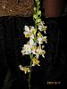 Fraser Valley Orchid Show - picture heavy-dor-20pulcherrima-jpg