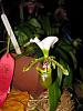 Fraser Valley Orchid Show - picture heavy-paph-20spicerianum-202-jpg