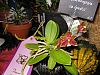 Fraser Valley Orchid Show - picture heavy-phal-20valentii-jpg