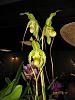 Fraser Valley Orchid Show - picture heavy-phrag-jpg