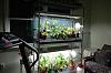 Setting up small growing area with lights-plantshelves2-jpg
