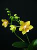 Cute new fragrant yellow phal-img_7164-2-jpg