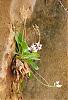 Is this plant a wild orchid?-img_6400a-jpg