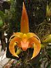 Bulbophyllum lobbii-img_3121-jpg