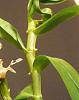 New to Dendrobium growing - are these flower buds?-nobile-jpg
