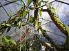 My Greenhouse-dscn0043-jpg