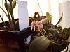 Bulbophyllum roxburghii-bulb-004-jpg