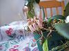 Bulbophyllum roxburghii-bulb-012-jpg