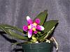 Orchid people-phal-violacea-violacea-tris-jpg