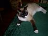 Meet my mousers-picture-2007-104-jpg