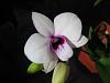 Den Maui Jewel x Den bigibbum v. compactum-flower1203-jpg
