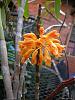 Dendrobium bullenianum-091205-002-jpg