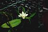 Dendrobium oligophyllum-orchid-photos-999-jpg