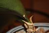 Tiny Rust Colored Spots on Roots of Phal &amp; White Scale on Leave-img_5966-jpg