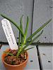 Tikva's Orchids-angraecum_scottianum-medium-jpg