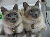 My twin brother bluepoint siamese-mickeys_orchids_009-jpg