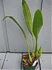 Tikva's Orchids-eria_carinata-medium-jpg