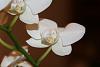 Phalaenopsis orchid?-bloomsmall-jpg