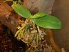 Phalaenopsis leaves yellowing-dsci0175-jpg