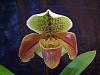 MY First Complex Hybrid Paph Blooms-beaute-linda-venturesunglow-winstonchurchill-indomitable-roseville_01-jpg