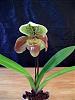 MY First Complex Hybrid Paph Blooms-beaute-linda-venturesunglow-winstonchurchill-indomitable-roseville_02-jpg