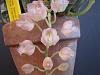 Catasetum Rebecca Northen 'Pink Fragrance'-ctsm-2-jpg