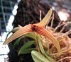 Bulbophyllum cernuum-p1030005-jpg