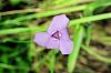 Can anyone ID this Iris-like plant.?-ecuador2009-026-jpg