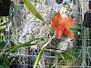 The Orchid Trail-100_0255-jpg