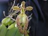 Bulbophyllum lasiochilum-bulbo_lasiochilum_2010-jpg