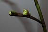 Buds on phalaenopsis stopped growing &amp; buds look deformed-p1010307-jpg