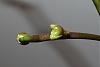 Buds on phalaenopsis stopped growing &amp; buds look deformed-p1010310-jpg