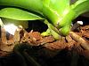 Phalaenopsis, something is growing at the base-img_0834-jpg