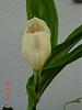 Anguloa uniflora-4276135090_091c8a4c48_m-jpg