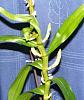 New to Dendrobium growing - are these flower buds?-den4-jpg