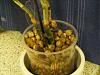 New to Dendrobium growing - are these flower buds?-den2a-jpg