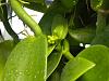 Vanilla Planifolia spikes-dscn0403-jpg