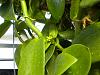 Vanilla Planifolia spikes-dscn0408-jpg