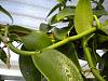 Vanilla Planifolia spikes-dscn0409-jpg