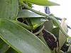 Vanilla Planifolia spikes-dscn0410-jpg