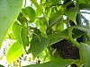 Vanilla Planifolia spikes-dscn0411-jpg