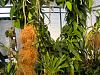 Vanilla Planifolia spikes-dscn0419-jpg