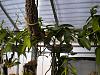 Vanilla Planifolia spikes-dscn0421-jpg