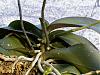 Should airiel roots be left alone?-monster-phal-jpg