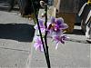 phalaenopsis sogo twinkle care-orchids-07-016-jpg