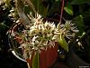 Dendrobium peguanum-100120-001-jpg