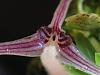 Bulbophyllum dolichoglottis-bulbo_alkmaarense_close_2010-jpg