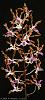 Dendrobium Gloucester Sands-den-undulatum-canaliculatum-brown-1-2-jpg